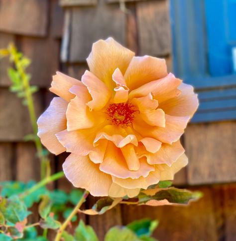 Light orange rose with frilly petals staring right back at you.
