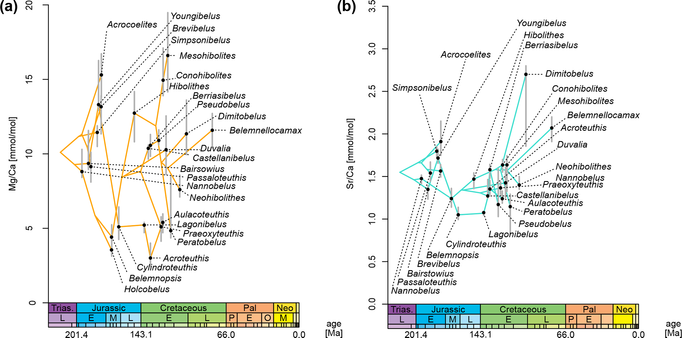 Phylogenetic patterns of Mg/Ca and Sr/Ca ratios of belemnites through time.