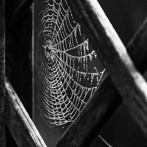 Ein kunstvolles Spinnennetz mit kleinen weißen Tautropfen an jedem Faden im Karo eines Holzzauns.