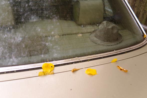 Back window of an old Mercedes car with a hat visible behind the seats