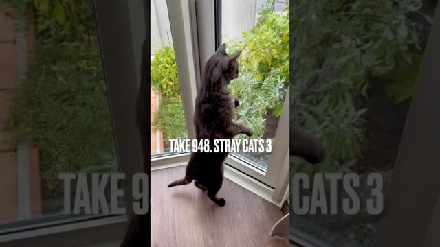 #野良猫 ちゃん、待って❗️#窓際の猫 #大興奮‼️ #egyptianmaucat #エジプシャンマウ #エジプシャンマウスモーク #エジプシャンマウの仲間たち #shorts