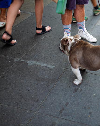 The left side of a low-angle street photo focusing on a tan and white English bulldog standing on a gray tiled sidewalk. The bulldog is surrounded by the legs and feet of several people, including one person wearing colorful striped socks and another holding the bulldog's leash, along with the leash of a tiny brindle puppy. To the right, a bucket of orange flowers sits by a cardboard sign priced at "$2.00."