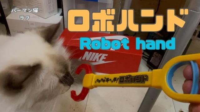 バーマン猫ラフとガブ【ロボハンド】Robot hand（バーマン猫）Birman/Cat