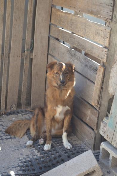 A reddish dog with white chest and paws, a shaggy coat and long tail sitting up and staring into the camera with narrowed eyes. They are outside in the corner of an enclosed space made with shipping palettes, the slats of which break the afternoon light into bands across her face and chest.