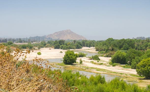 Santa Ana winds through a sandy bed into the scene. Many trees grow in the river bed. Foreground: some dried out California buckwheat. In the distance is a hazy and rocky hill.