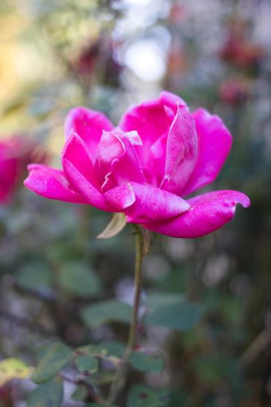 A pink flower with bokeh
