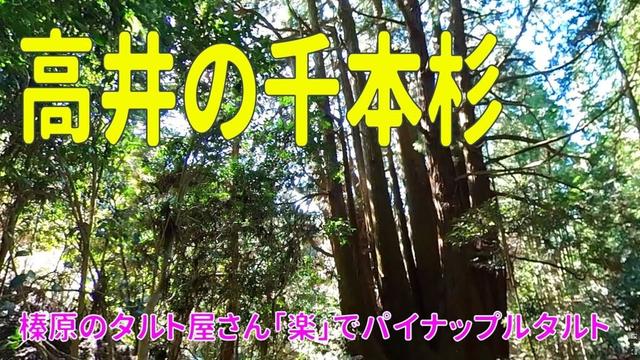 【巨樹巨木】奈良県宇陀市 高井の千本杉　榛原の「楽」でタルト