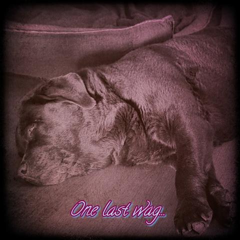 Purple-toned photo of Arwen, Cynni’s beloved chocolate Labrador, resting peacefully before her passing. The text reads “One last wag…”, a tender nod to her final loving gesture before saying goodbye.