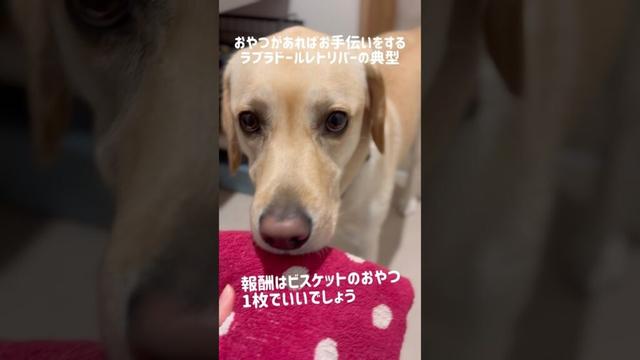 おやつがあればお手伝いをするラブラドールレトリバーの典型★#shorts #labradorretriever #ラブラドールレトリーバー #可愛い #癒し #大型犬