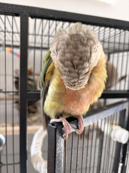 A yellow and green parrot with his head tucked to his belly, he is grooming his belly feathers. He has a grey head. He is standing on his cage door.