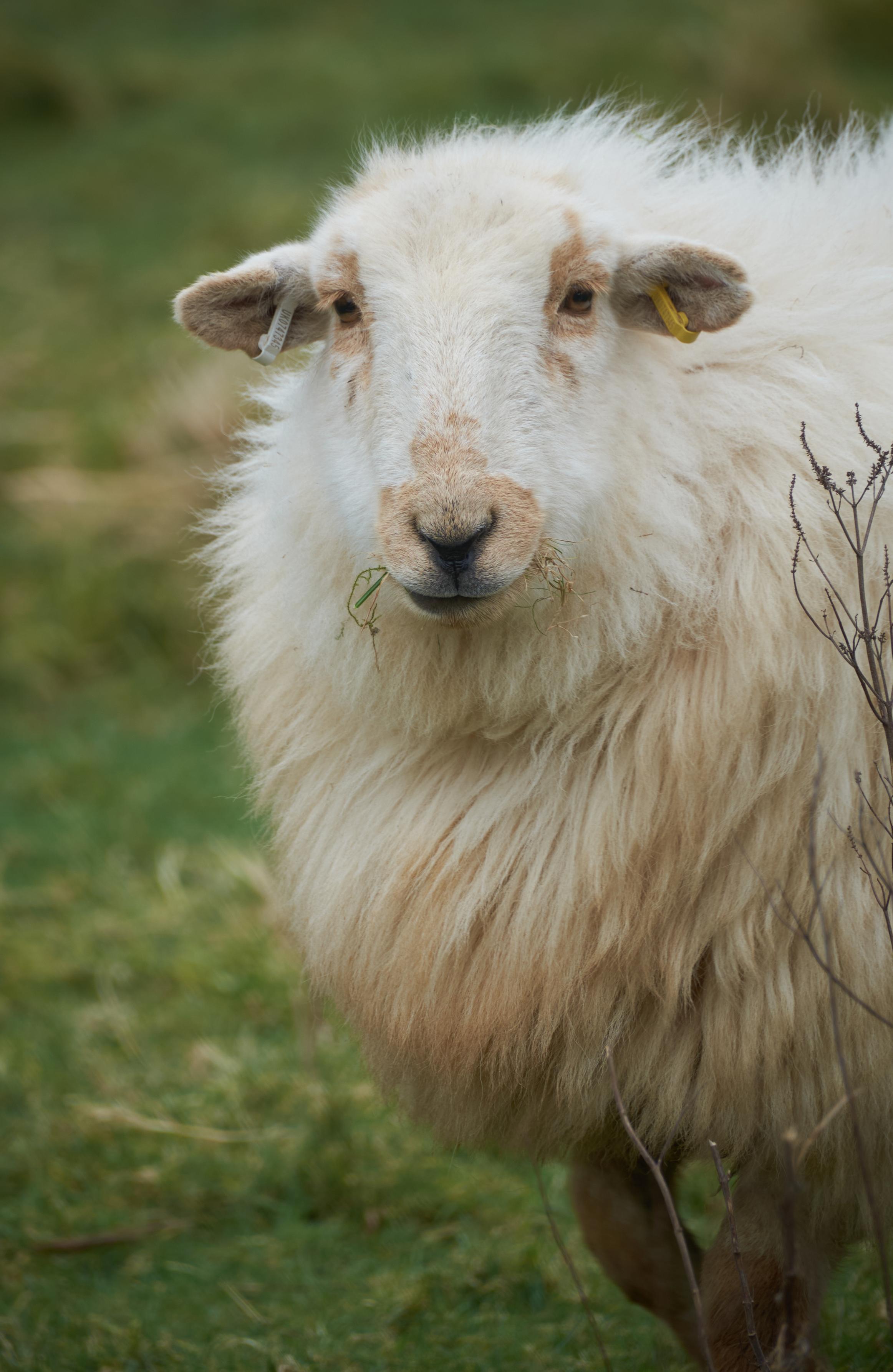 A welsh mountain sheep, with a off white fleece with tan patches on the face, is looking curiously at the camera.