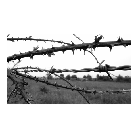 A tangle of brambles and barbed wire stands out against the backdrop of pastoral fields. (Version françæ) Enchevêtrement de ronces et de barbelés sur fond de champ pastoralx.