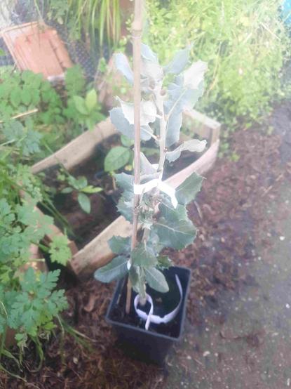 Quercus rotundifolia "Antigua", grafted. Little, in pot.
Sweet acorn, special Spanish variety.