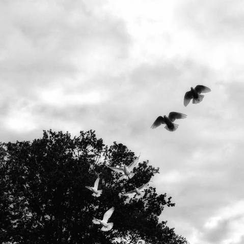 A monochrome photograph captures six pigeons in flight, their silhouettes creating a dramatic contrast. The pigeons appear bright white as they fly in front of the dense, dark foliage of a tree, while those set against the lighter sky appear as dark silhouettes. The interplay of light and shadow emphasises the birds’ movement.