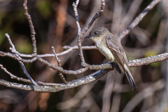 Photograph of an eastern phoebe perched on a branch with out of focus branches and shadows in the background. The phoebe is facing left in profile with its head tilted slightly. Eastern phoebes have cream-white belly, chest and neck feathers, brown-gray body feathers, brown-gray wings feathers with dark and light markings and barring, sharp black beaks, dark eyes, and dark gray legs and feet.