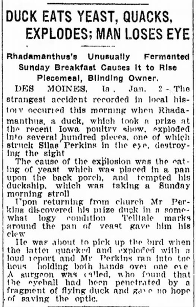 DUCK EATS YEAST, QUACKS,
EXPLODES; MAN LOSES EYE

Rhadamanthus’'s Unusually Fermented
Sunday Breakfast Causes It to Rise
Piecemeal, Blinding Owner,

DES MOINES, Jan, 2 - The strangest accident recorded in local history occurred this morning when Rhadamanthus, a duck, which took a prize at the recent Iowa poultry show, exploded into several hundred pleces, one of which
struck Silas Perking in the eye, destroyIng the sight

The cause of the explosion was the eating of yeast which was placed In a pan
upon the back porch, and tempted his duckship, which was taking a Sanday
morning stroll. Upon returning from church Mr Perking discovered his prize duck in an some what logy condition Telltale marks around the pan of yeast gave him his clue. He was about to pick up the bird when the latter quacked and exploded with a loud report and Mr Perkins ran into to house holding both hands over one eye. A surgeon was called, who found that the eyeball had been penetrated by a
fragment of flying duck and gave no hope of having the optic.