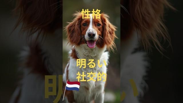 コーイケルホンディエ#コイケルホンディエ #kooikerhondje