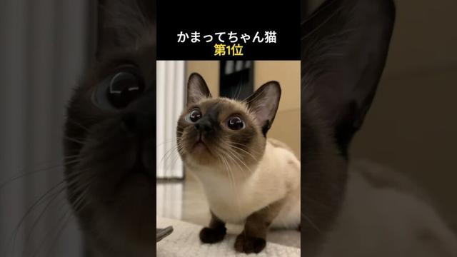 かまってちゃん猫 第1位 #猫 #シャム猫 #猫好き