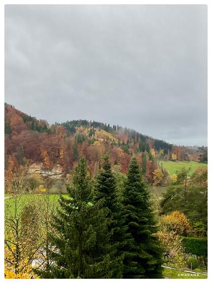 Blick auf einen Mischwald mit buntem Herbstlaub