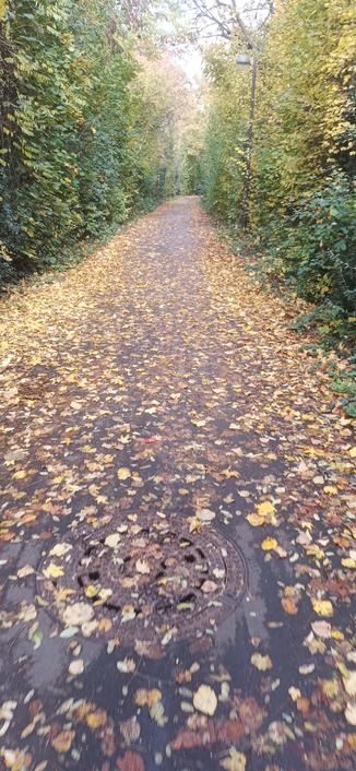 Ein Weg bedeckt mit Laub, links und rechts Bäume.