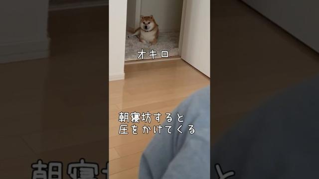 ダイエット柴【ストレス発散法】豆柴アオと柴犬委員会 mameshiba AO & shiba inu committee #shortsvideo