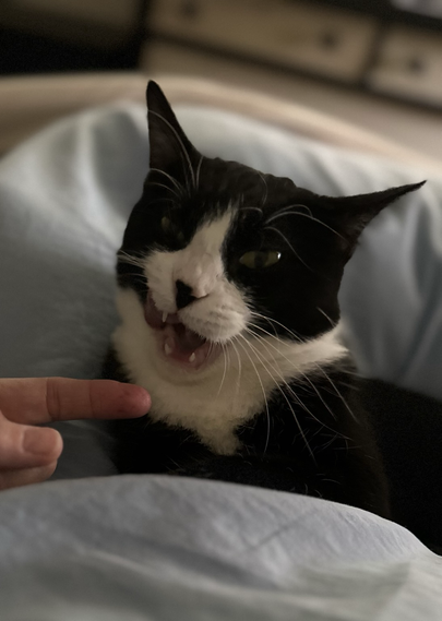 Tuxedo girl cat biting staff’s hand while cuddling early in morning.