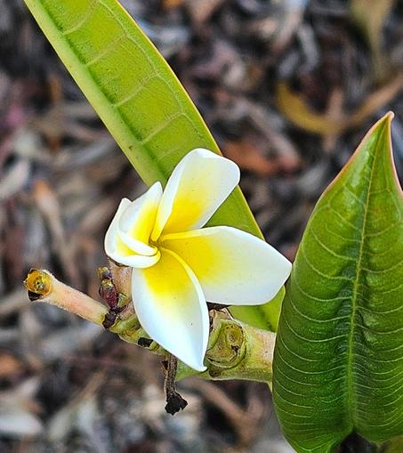 A close-up photograph depicts a pale yellow flower blooming from a woody stem, with dark brown background foliage. The flower has five petals, with a slightly pointed shape and a pale yellow hue that transitions to a brighter yellow in the center. The stem is a reddish-brown color and is surrounded by several dark green leaves that are long and oval-shaped. The background is comprised of a dark, textured material, likely dried leaves or mulch. The image is brightly lit, highlighting the details of the flower and leaves.