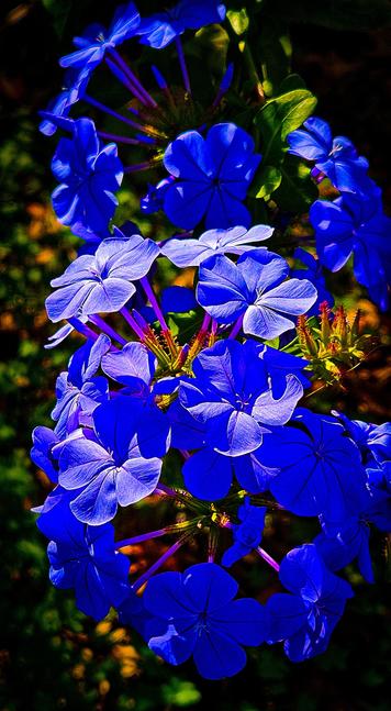 A close-up photograph showcases a dense cluster of vibrant, blue flowers against a dark, blurred background. The flowers appear to be in full bloom, with five petals each, and a slightly ruffled texture.  Thin, dark stamens protrude from the center of each bloom, adding contrast. The blooms are arranged in layers, creating a full, rounded shape. Hints of orange and green foliage are visible amongst the blue, providing a subtle complementary color palette.