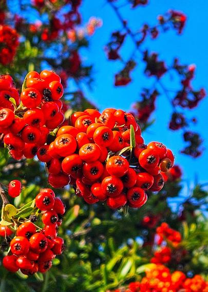A close-up photograph showcases clusters of bright red berries against a vibrant blue sky. The berries are small, round, and grow in dense bunches along green stems with a few yellowing leaves visible. Some berries are in sharp focus, displaying their small, pitted surfaces, while others are blurred, creating depth. The background consists of more blurred red berries and the clear, saturated blue of the sky. The composition is primarily focused on the texture and color of the berries, with the blue sky serving as a contrasting backdrop.