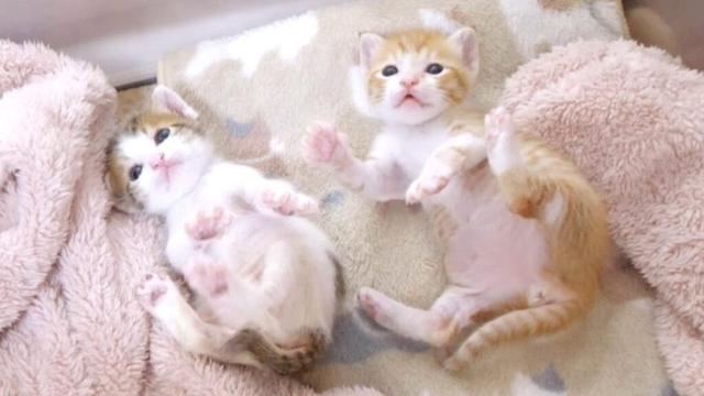 子猫が仲良く並んで謎のダンスを踊っていてめちゃくちゃかわいかった【赤ちゃん猫　保護猫】