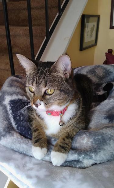 Pax, our tabby cat with white markings, is lying in her nest of grey and white blankets on top of a low cat tower by a stairway.  Her eyes are wide and alert.  Her two white mittens are draped in front of her over the edge of the nest.  Her collar is adorned with a tiny silver bell.