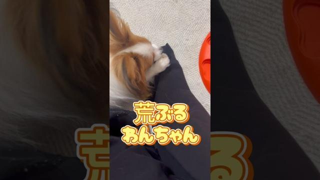 荒ぶるわんちゃん#かわいいパピヨン#かわいい犬# papillon#リーナ#いぬのいるくらし#いやしわんこ#荒ぶる犬