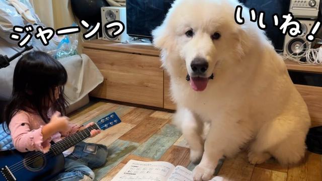 【可愛い】自分の方が５倍大きくなっても3歳児が大好きでべったり離れない生後8ヶ月の子犬が健気すぎました…♡｜グレートピレニーズ&オールドイングリッシュシープドッグ&トイプードル