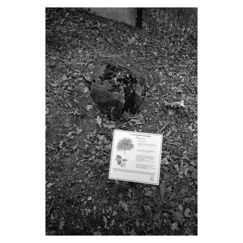 La souche d'un arbre à côté d'un petit cartel qui précise que l'arbre aurait été un alisier blanc. RIP
