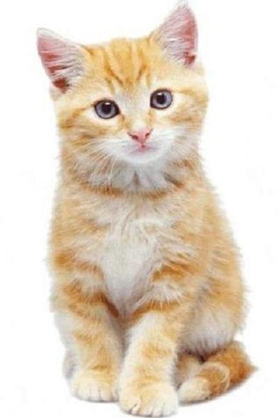 A small, fluffy orange and white kitten sitting and looking directly at the viewer. It has a soft expression with upright ears and a bushy tail. The background is plain white, highlighting the kitten's features.