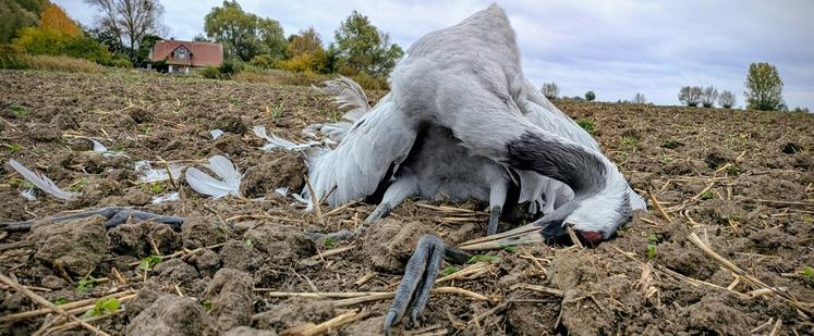 toter Kranich liegt auf einem graubraunen Boden