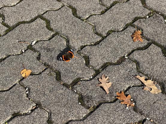 Admiral (Vanessa atalanta)