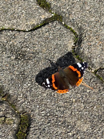Admiral (Vanessa atalanta)