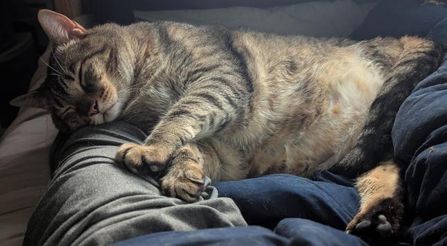 Waffles the three-legged, chonky, tabby cat, sleeping on his side, with his head on my leg, with his front paws stretched out in front of him.