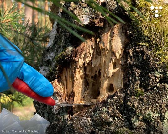 Hand mit blauem Schutzhandschuh hält ein kleines Werkzeug an eine Baumrinde mit sichtbaren Fraßspuren und Moos.