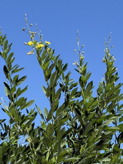 The tops of pigeon pea branches, with yellow flowering tips, reaching up into a bright blue sky.