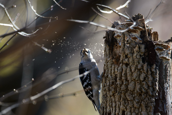 A female downy woodpecker - tiny woodpecker with a short beak, white markings on black wings, white underneath - spits out the bark shreds she just removed from a hole in a tree scrag about five feet off the ground.