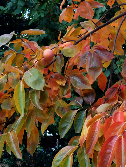 Nikita's Gift persimmon tree with large leathery leaves in colors of orange to deep russet, with some still mottled green and orange. Bright, round orange persimmon fruits peek out between the leaves.