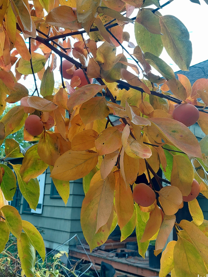 A closer view of Nikita's Gift persimmons with leaves shading from green to yellow to orange.