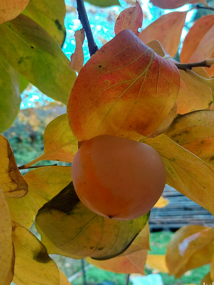 Closeup view of a Nikita's Gift persimmon showing it's round form and yellow to orange fall leaf color