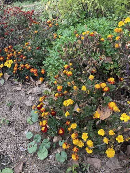 Last Thursday.  Some “French”marigolds still looking pretty in the garden.  Small, frilly flowers, golden-yellow, orange, red.