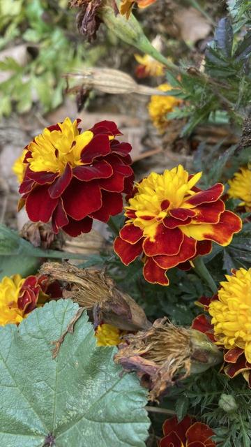 A close-up 2 flowers with red-orange petals around the edge and yellow-hold in the middle.   (Also, the leaf of a mallow-family weed.)