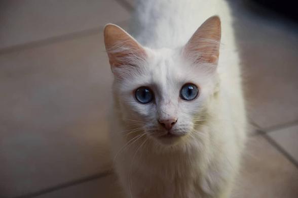 A white cat with striking blue eyes is looking directly at the camera. Its fur is fluffy, and the ears are pointed. The background is a blurred view of a tiled floor.