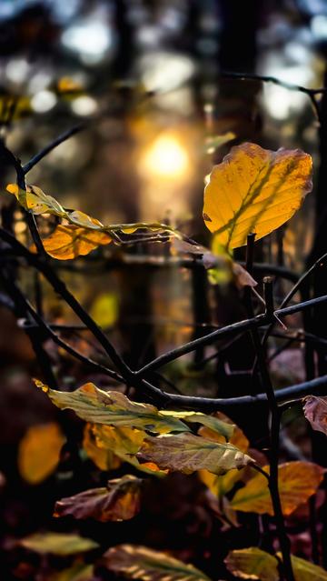 Herbstblätter in Gelb- und Brauntönen hängen an dünnen Ästen im Vordergrund, während im Hintergrund die tief stehende Sonne warmes Licht durch den Wald scheinen lässt.