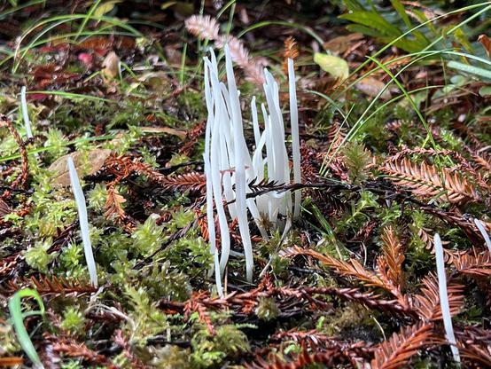 A sunny walk yesterday in Redwood National and State Parks following a bit of rain and so we came across several interesting scenes including this white fungus, which is about three inches tall. Difficult to photograph as the light is generally low, but very pretty mixed together with other forest plants and detritus. Looks like it may be Fairy Fingers...